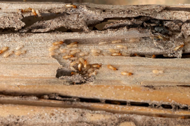 West Baraboo, WI Pest Control Company